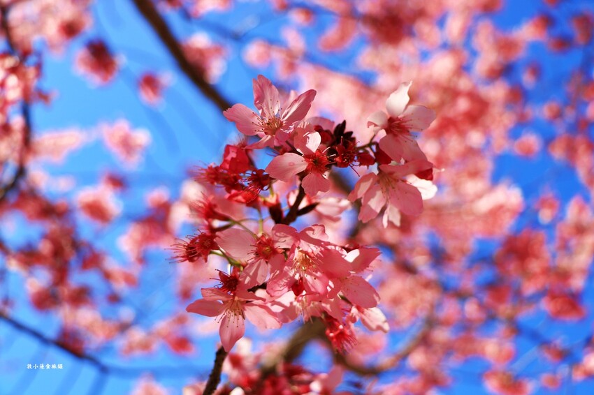 清境農場-青青草原‧櫻花盛開之際來看可愛的羊咩咩,綿羊秀只有假日才有 - 敦 小 蓮の食旅錄