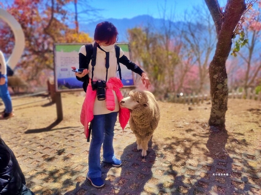 清境農場-青青草原‧櫻花盛開之際來看可愛的羊咩咩,綿羊秀只有假日才有 - 敦 小 蓮の食旅錄
