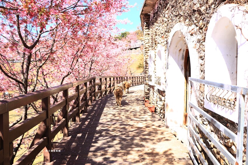 清境農場-青青草原‧櫻花盛開之際來看可愛的羊咩咩,綿羊秀只有假日才有 - 敦 小 蓮の食旅錄