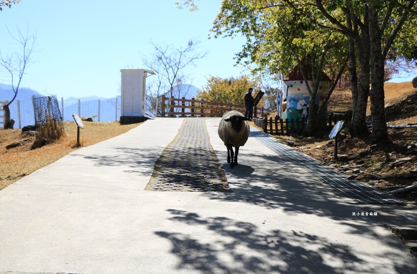 清境農場-青青草原‧櫻花盛開之際來看可愛的羊咩咩,綿羊秀只有假日才有 - 敦 小 蓮の食旅錄