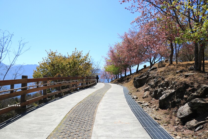 清境農場-青青草原‧櫻花盛開之際來看可愛的羊咩咩,綿羊秀只有假日才有 - 敦 小 蓮の食旅錄