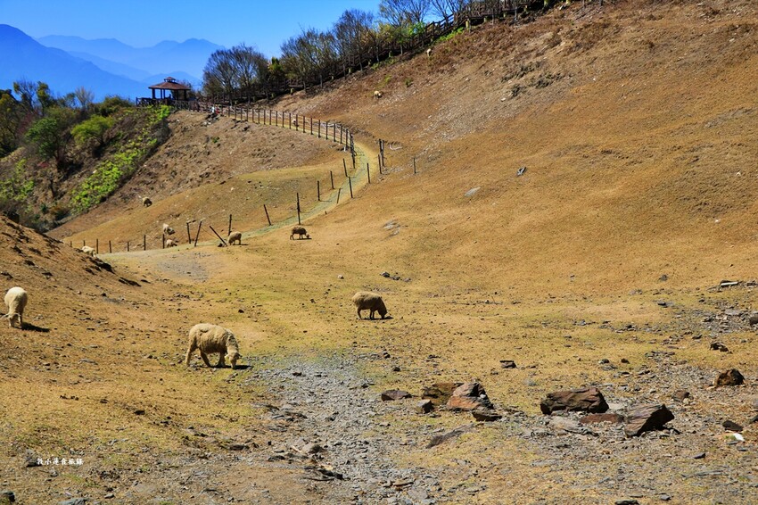 清境農場-青青草原‧櫻花盛開之際來看可愛的羊咩咩,綿羊秀只有假日才有 - 敦 小 蓮の食旅錄