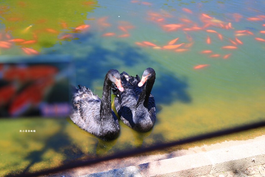 清境農場小瑞士花園‧著名的水上教堂、落羽松步道及綠光森林花園,晚上還有燈光秀 - 敦 小 蓮の食旅錄