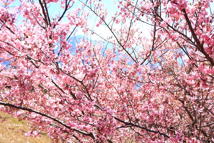 清境農場-青青草原‧櫻花盛開之際來看可愛的羊咩咩,綿羊秀只有假日才有 - 敦 小 蓮の食旅錄