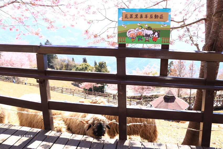清境農場-青青草原‧櫻花盛開之際來看可愛的羊咩咩,綿羊秀只有假日才有 - 敦 小 蓮の食旅錄