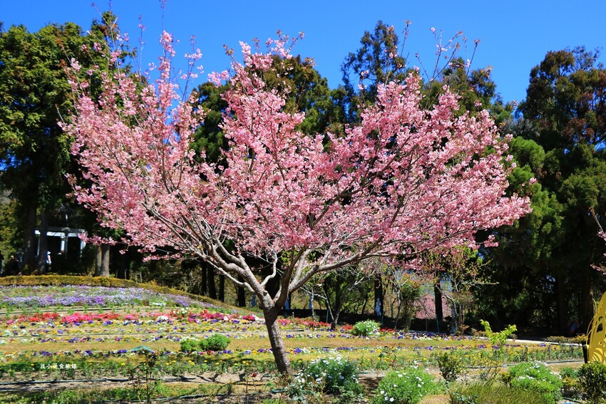 清境農場小瑞士花園‧著名的水上教堂、落羽松步道及綠光森林花園,晚上還有燈光秀 - 敦 小 蓮の食旅錄