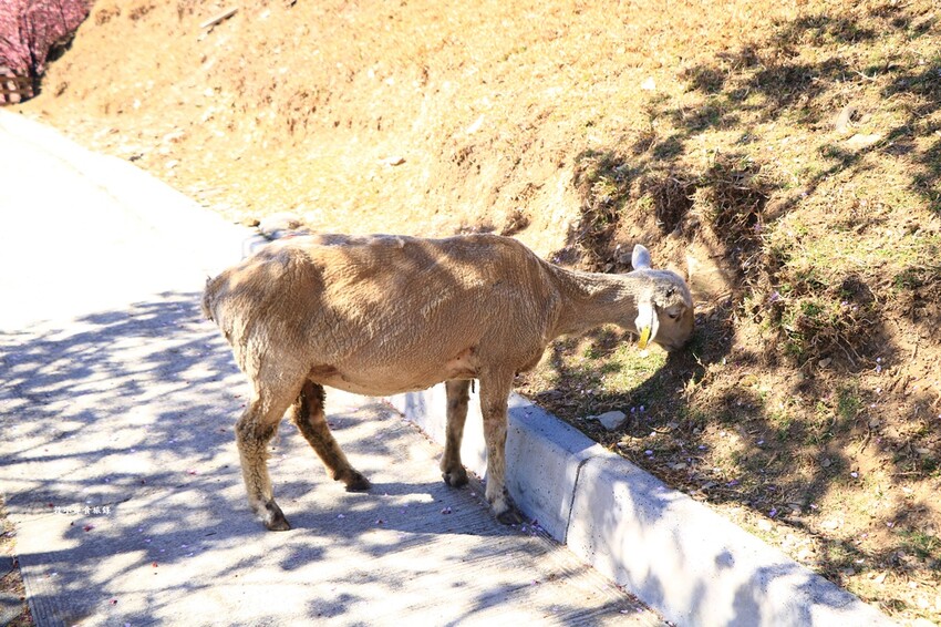 清境農場-青青草原‧櫻花盛開之際來看可愛的羊咩咩,綿羊秀只有假日才有 - 敦 小 蓮の食旅錄