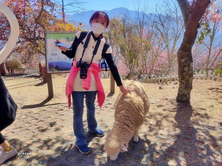 清境農場-青青草原‧櫻花盛開之際來看可愛的羊咩咩,綿羊秀只有假日才有 - 敦 小 蓮の食旅錄