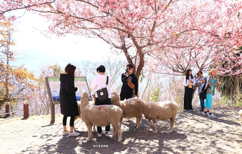 清境農場-青青草原‧櫻花盛開之際來看可愛的羊咩咩,綿羊秀只有假日才有 - 敦 小 蓮の食旅錄