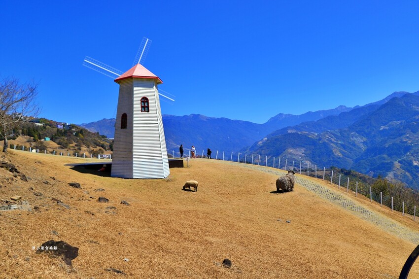 清境農場-青青草原‧櫻花盛開之際來看可愛的羊咩咩,綿羊秀只有假日才有 - 敦 小 蓮の食旅錄