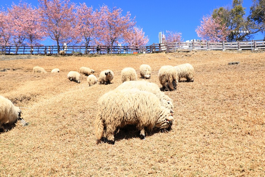 清境農場-青青草原‧櫻花盛開之際來看可愛的羊咩咩,綿羊秀只有假日才有 - 敦 小 蓮の食旅錄