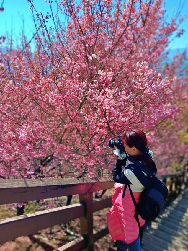 清境農場-青青草原‧櫻花盛開之際來看可愛的羊咩咩,綿羊秀只有假日才有 - 敦 小 蓮の食旅錄