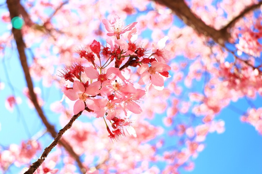 清境農場-青青草原‧櫻花盛開之際來看可愛的羊咩咩,綿羊秀只有假日才有 - 敦 小 蓮の食旅錄