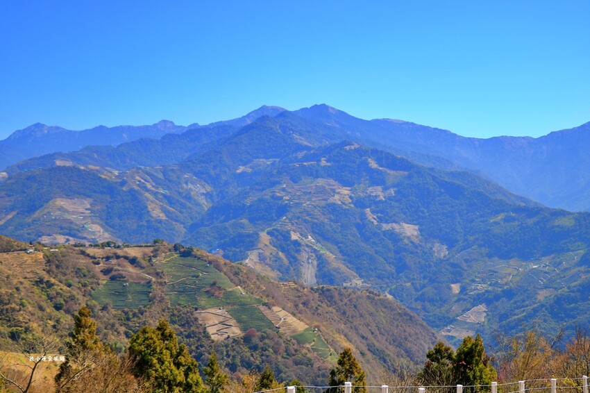 清境農場-青青草原‧櫻花盛開之際來看可愛的羊咩咩,綿羊秀只有假日才有 - 敦 小 蓮の食旅錄