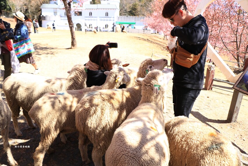 清境農場-青青草原‧櫻花盛開之際來看可愛的羊咩咩,綿羊秀只有假日才有 - 敦 小 蓮の食旅錄