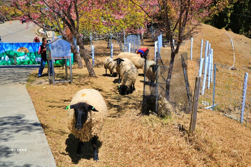 清境農場-青青草原‧櫻花盛開之際來看可愛的羊咩咩,綿羊秀只有假日才有 - 敦 小 蓮の食旅錄