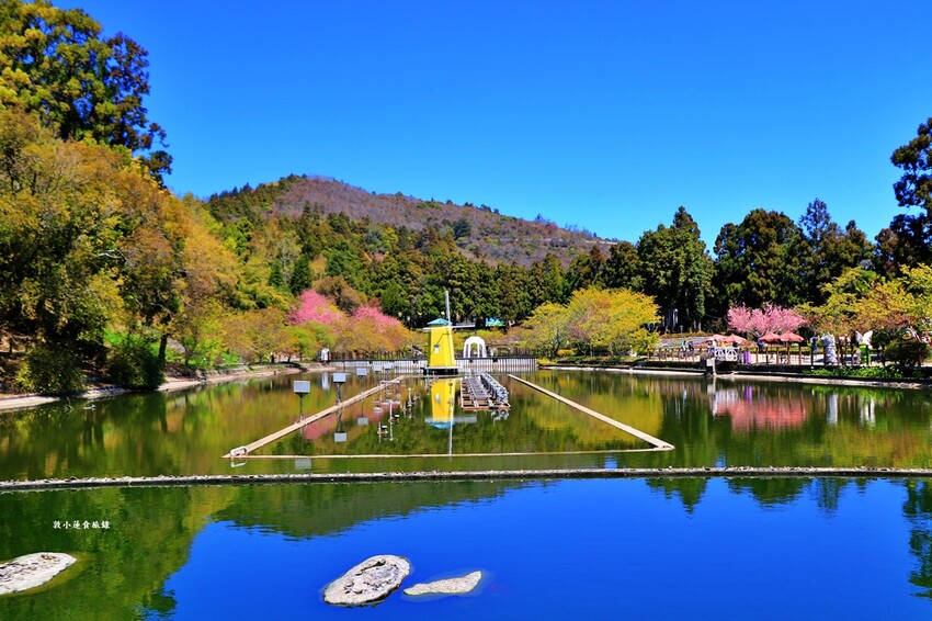 清境農場小瑞士花園‧著名的水上教堂、落羽松步道及綠光森林花園,晚上還有燈光秀 - 敦 小 蓮の食旅錄