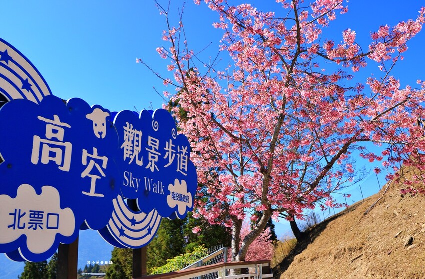 清境農場-青青草原‧櫻花盛開之際來看可愛的羊咩咩,綿羊秀只有假日才有 - 敦 小 蓮の食旅錄