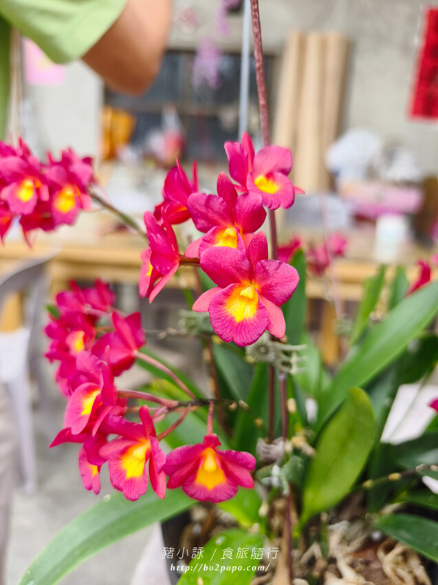 雲林。莿桐》忠雲宮。夢幻粉嫩、粉紫交錯的石斛蘭隧道瀑布