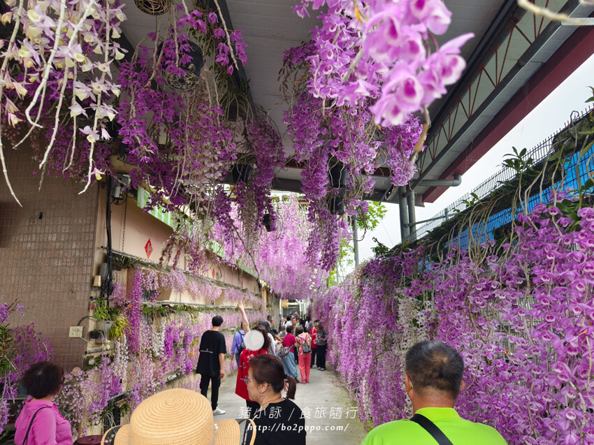 雲林。莿桐》忠雲宮。夢幻粉嫩、粉紫交錯的石斛蘭隧道瀑布