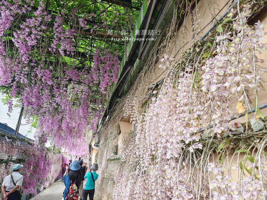 雲林。莿桐》忠雲宮。夢幻粉嫩、粉紫交錯的石斛蘭隧道瀑布