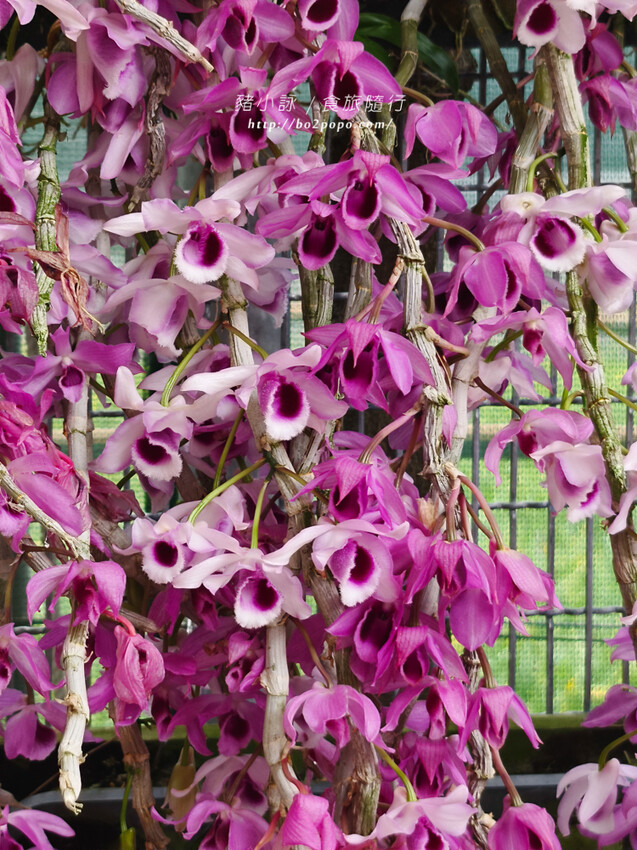 雲林。莿桐》忠雲宮。夢幻粉嫩、粉紫交錯的石斛蘭隧道瀑布