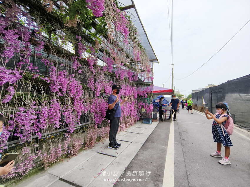 雲林。莿桐》忠雲宮。夢幻粉嫩、粉紫交錯的石斛蘭隧道瀑布