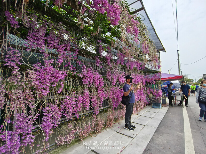 雲林。莿桐》忠雲宮。夢幻粉嫩、粉紫交錯的石斛蘭隧道瀑布