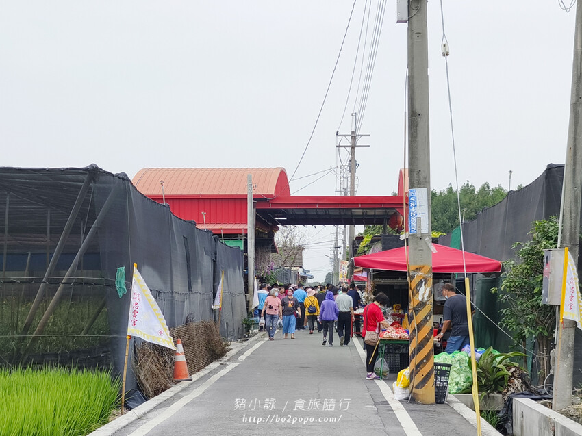 雲林。莿桐》忠雲宮。夢幻粉嫩、粉紫交錯的石斛蘭隧道瀑布