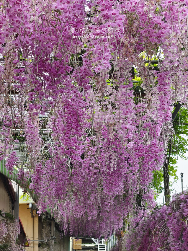 雲林。莿桐》忠雲宮。夢幻粉嫩、粉紫交錯的石斛蘭隧道瀑布