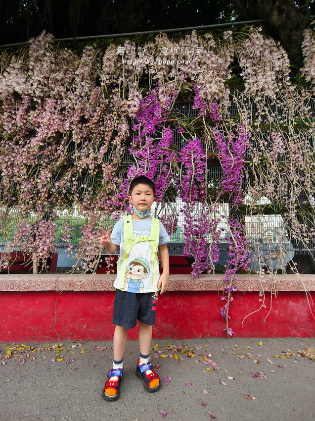 雲林。莿桐》忠雲宮。夢幻粉嫩、粉紫交錯的石斛蘭隧道瀑布