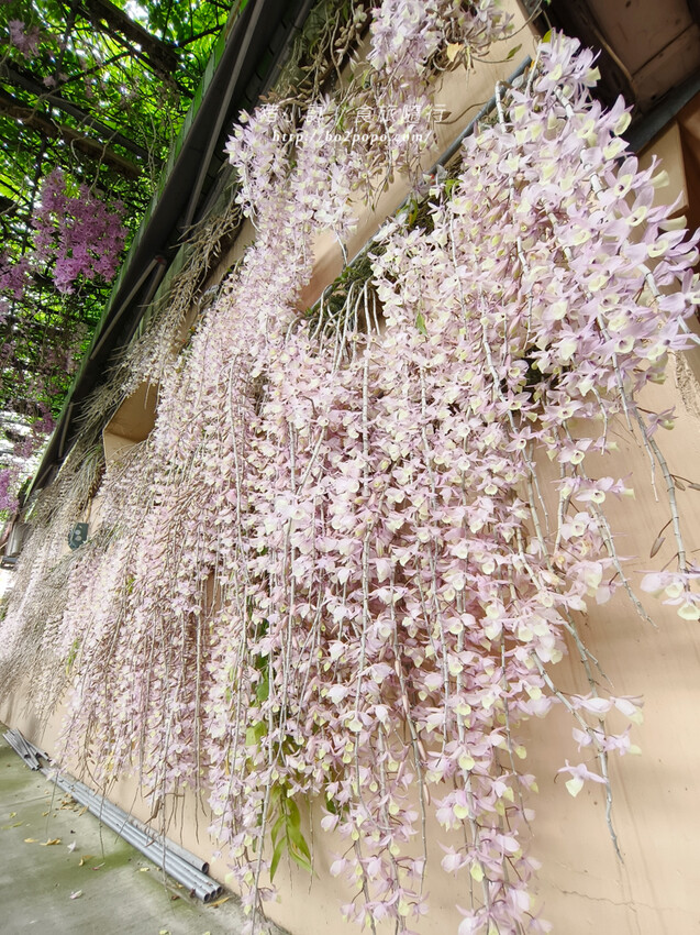 雲林。莿桐》忠雲宮。夢幻粉嫩、粉紫交錯的石斛蘭隧道瀑布