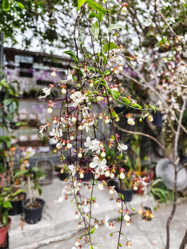 雲林。莿桐》忠雲宮。夢幻粉嫩、粉紫交錯的石斛蘭隧道瀑布