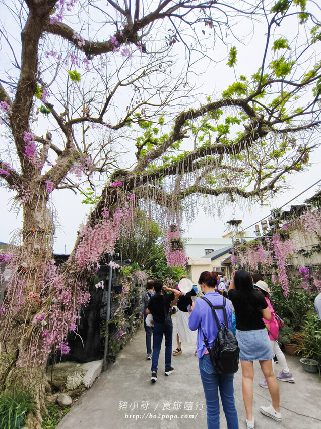 雲林。莿桐》忠雲宮。夢幻粉嫩、粉紫交錯的石斛蘭隧道瀑布