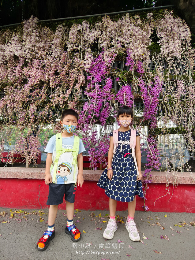 雲林。莿桐》忠雲宮。夢幻粉嫩、粉紫交錯的石斛蘭隧道瀑布