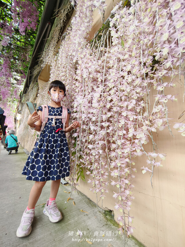 雲林。莿桐》忠雲宮。夢幻粉嫩、粉紫交錯的石斛蘭隧道瀑布