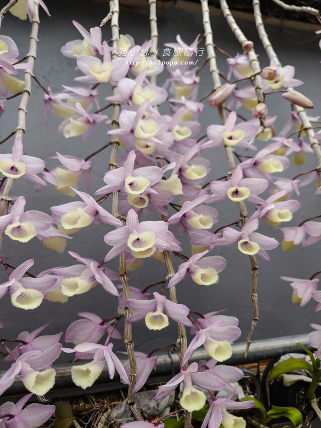 雲林。莿桐》忠雲宮。夢幻粉嫩、粉紫交錯的石斛蘭隧道瀑布