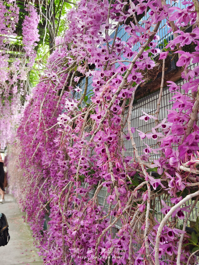 雲林。莿桐》忠雲宮。夢幻粉嫩、粉紫交錯的石斛蘭隧道瀑布