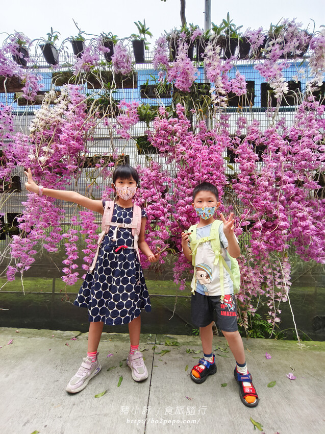 雲林。莿桐》忠雲宮。夢幻粉嫩、粉紫交錯的石斛蘭隧道瀑布