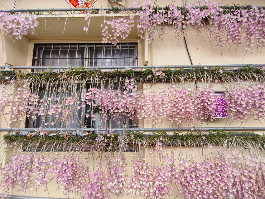 雲林。莿桐》忠雲宮。夢幻粉嫩、粉紫交錯的石斛蘭隧道瀑布