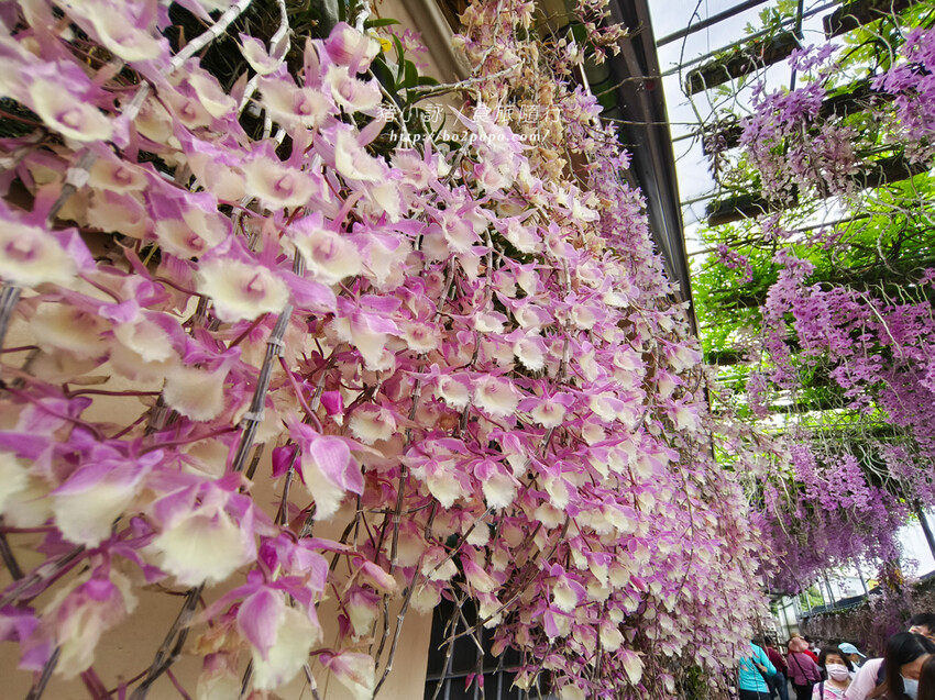 雲林。莿桐》忠雲宮。夢幻粉嫩、粉紫交錯的石斛蘭隧道瀑布