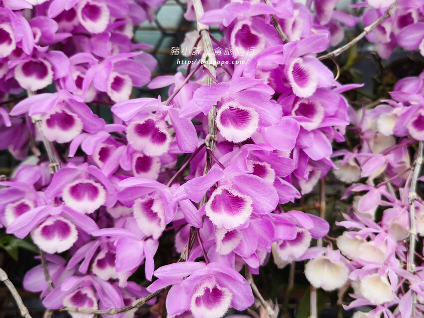 雲林。莿桐》忠雲宮。夢幻粉嫩、粉紫交錯的石斛蘭隧道瀑布