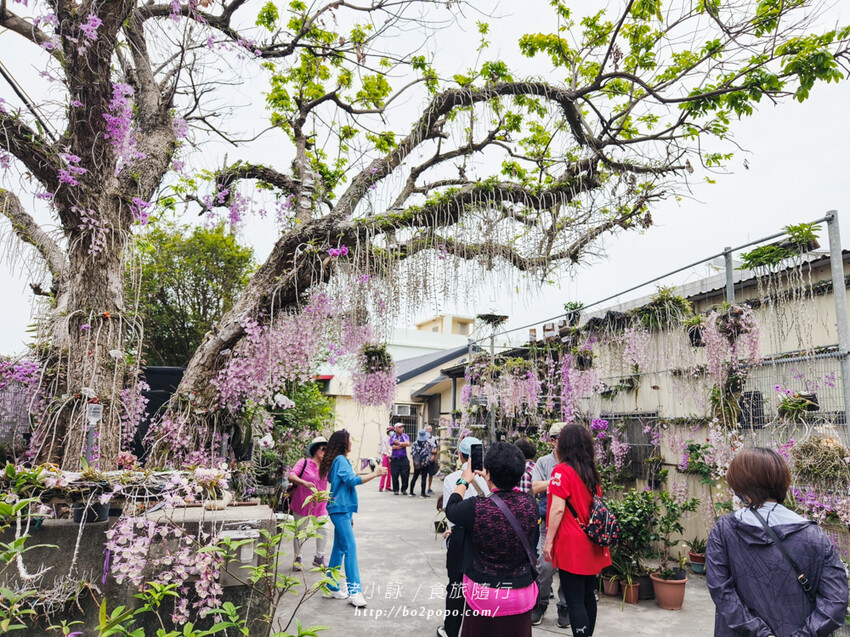 雲林。莿桐》忠雲宮。夢幻粉嫩、粉紫交錯的石斛蘭隧道瀑布
