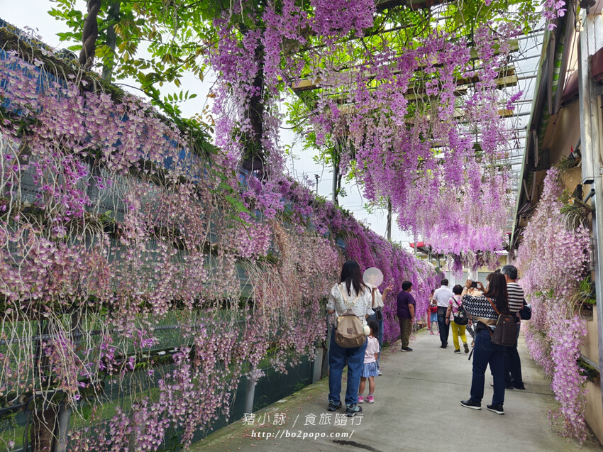 雲林。莿桐》忠雲宮。夢幻粉嫩、粉紫交錯的石斛蘭隧道瀑布
