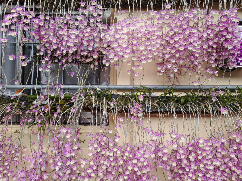 雲林。莿桐》忠雲宮。夢幻粉嫩、粉紫交錯的石斛蘭隧道瀑布
