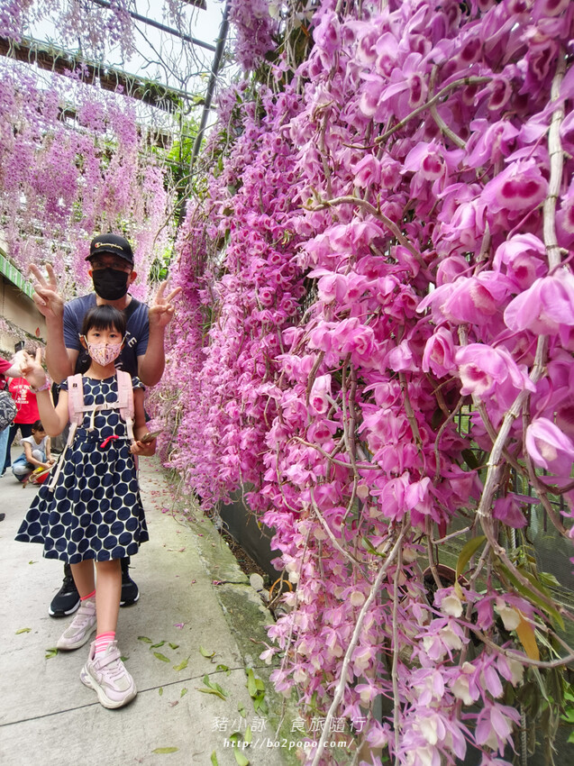 雲林。莿桐》忠雲宮。夢幻粉嫩、粉紫交錯的石斛蘭隧道瀑布