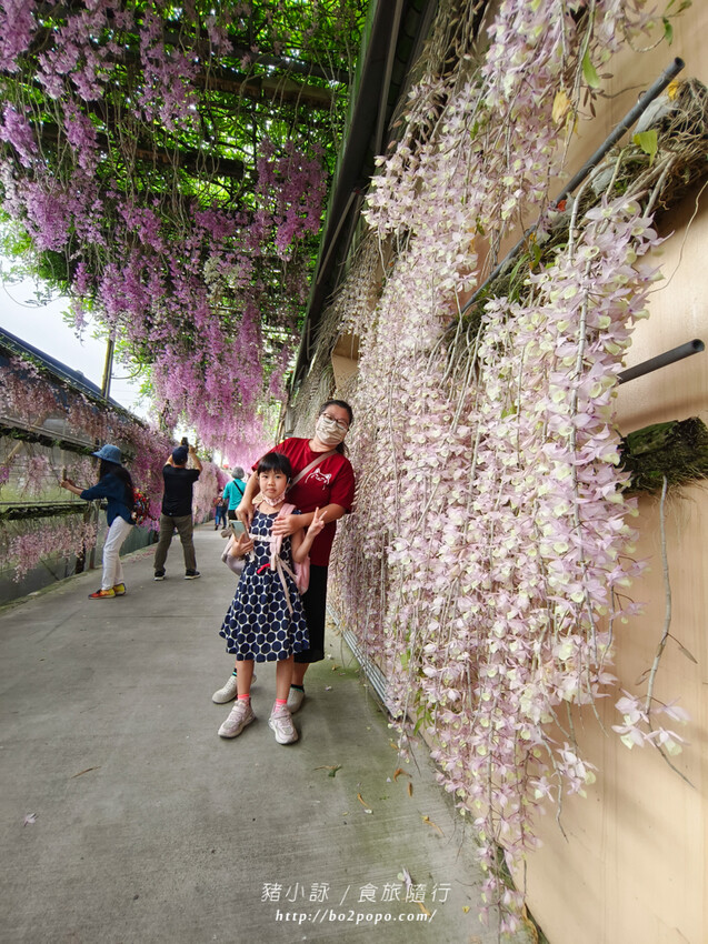 雲林。莿桐》忠雲宮。夢幻粉嫩、粉紫交錯的石斛蘭隧道瀑布