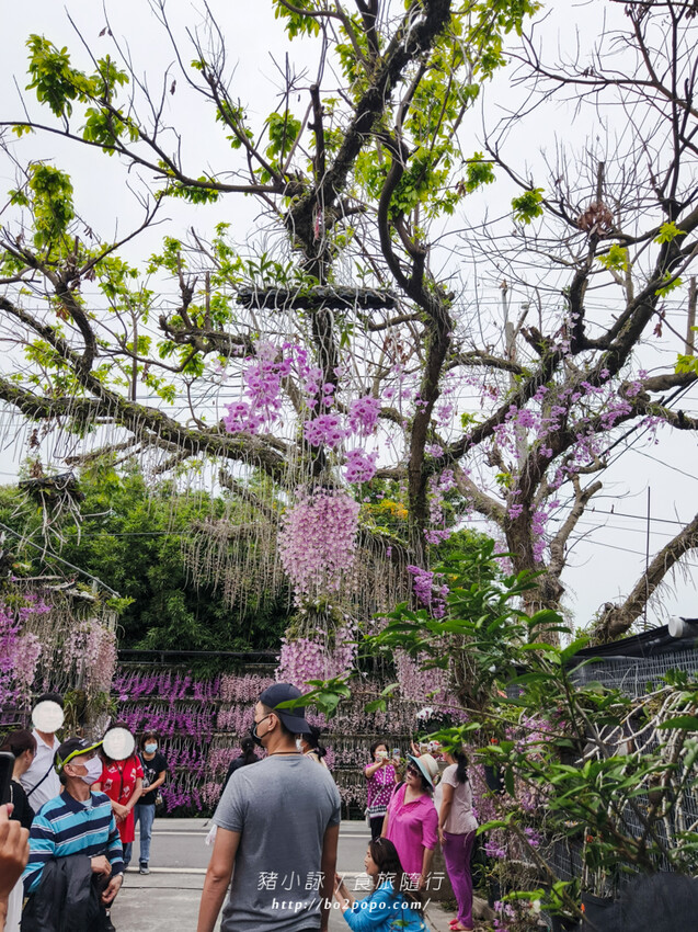 雲林。莿桐》忠雲宮。夢幻粉嫩、粉紫交錯的石斛蘭隧道瀑布