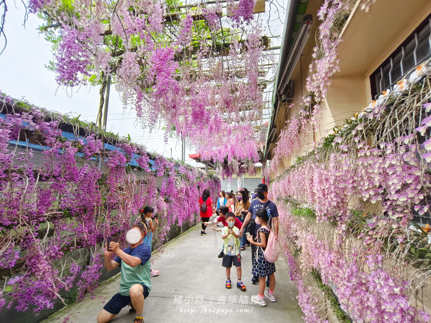 雲林。莿桐》忠雲宮。夢幻粉嫩、粉紫交錯的石斛蘭隧道瀑布