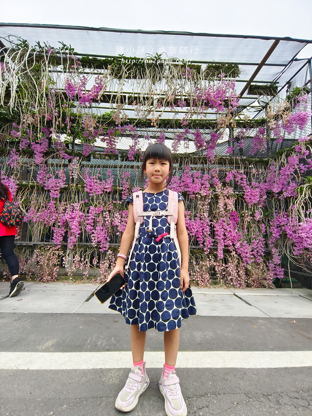 雲林。莿桐》忠雲宮。夢幻粉嫩、粉紫交錯的石斛蘭隧道瀑布